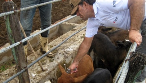 Campanha de vacinação contra a febre aftosa será iniciada nesta sexta-feira