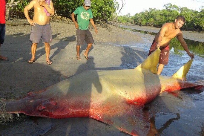 Pescadores de Raposa fisgam um peixe-serra gigante