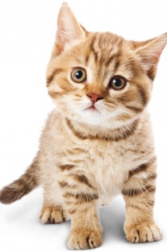 gato