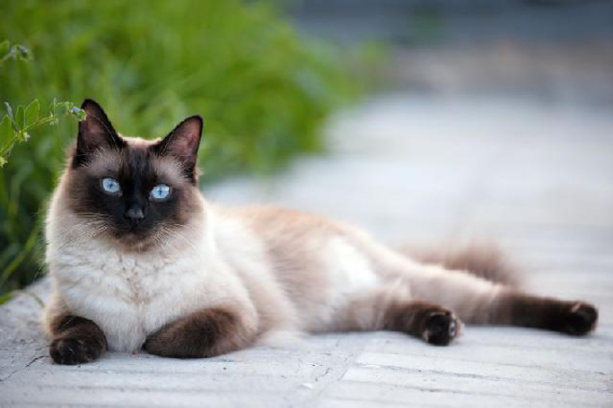 gato