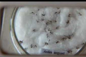 Comprimido para combater criadouros da dengue aguarda aprova&ccedil;&atilde;o da Anvisa