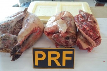 Animais silvestres abatidos são encontrados em van na BR 135