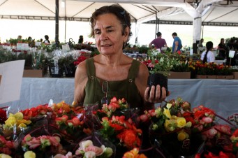 Festival Flores de Holambra