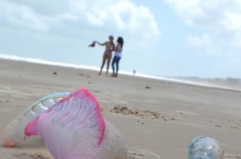 Águas-vivas invadem praias de São Luís