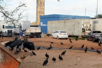 Sem higieniza&ccedil;&atilde;o, pescado &eacute; vendido na Praia Grande ao lado do Mercado do Peixe