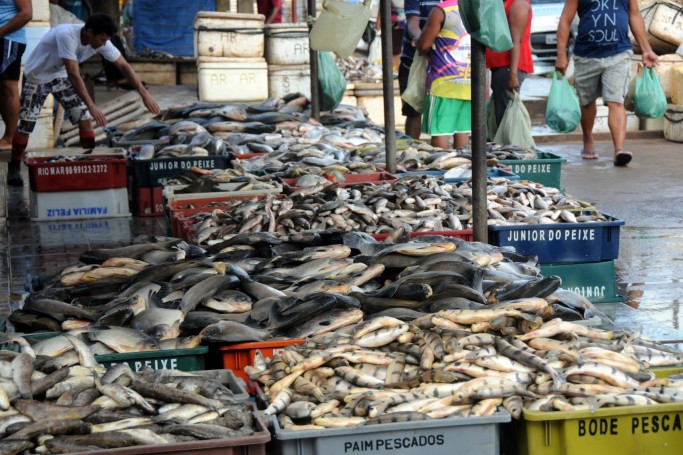 Sem higienização, pescado é vendido na Praia Grande ao lado do Mercado do Peixe
