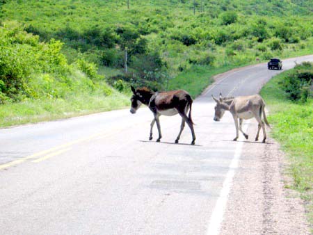 Apreens&atilde;o de animais soltos &eacute; um perigo constante para motoristas