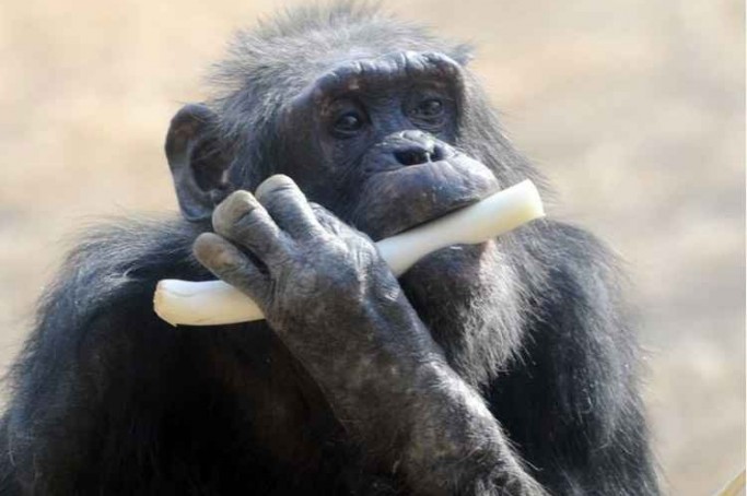 Chimpanz&eacute; 