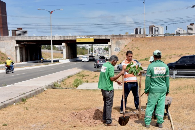 Via Expressa recebe plantio de novas mudas