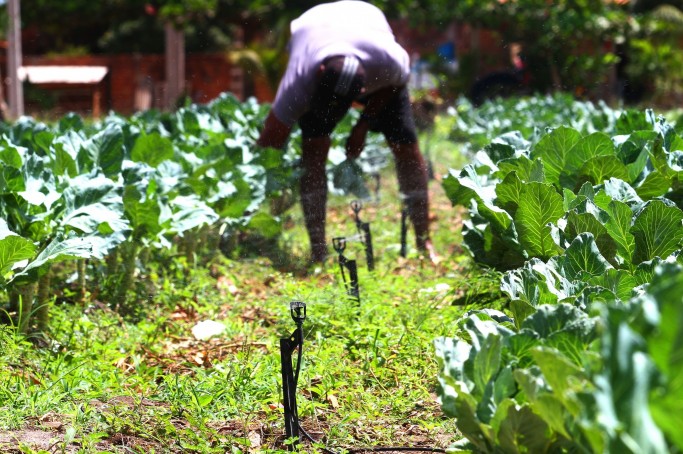Investimento favorece produ&ccedil;&atilde;o e valoriza&ccedil;&atilde;o da agricultura familiar