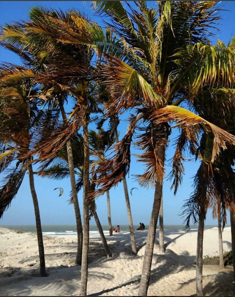 Leonardo Albuquerque - Coqueiros na Praia de São Marcos