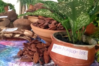 Semin&aacute;rio aborda o uso das pr&aacute;ticas tradicionais e plantas medicinais nos cuidados com a sa&uacute;de