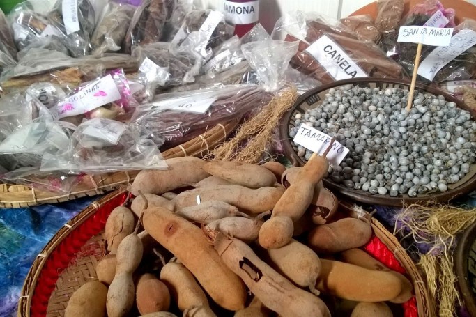 Semin&aacute;rio aborda o uso das pr&aacute;ticas tradicionais e plantas medicinais nos cuidados com a sa&uacute;de