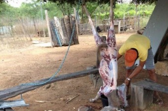 Homem abatia jumentos em casa e vendia a carne em Caxias
