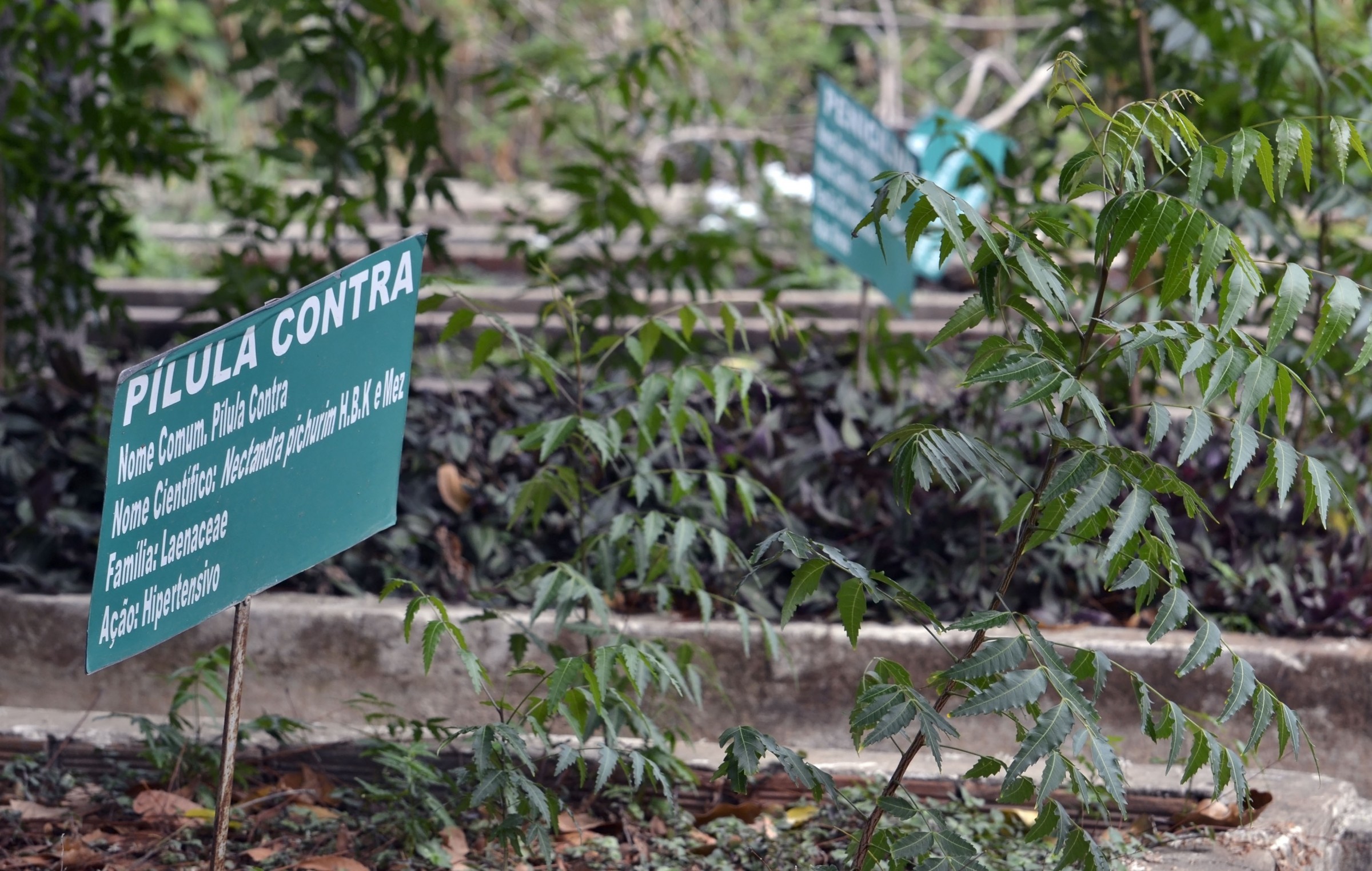 Herbário da Universidade Federal do Maranhão
