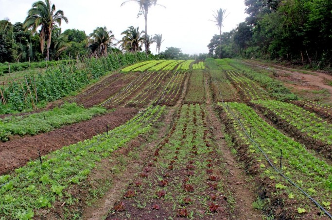 Fomento aos Negócios do Campo inserido no Programa de Aquisição de Alimentos (PAA)