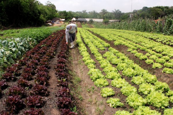 Programa de Aquisição de Alimentos