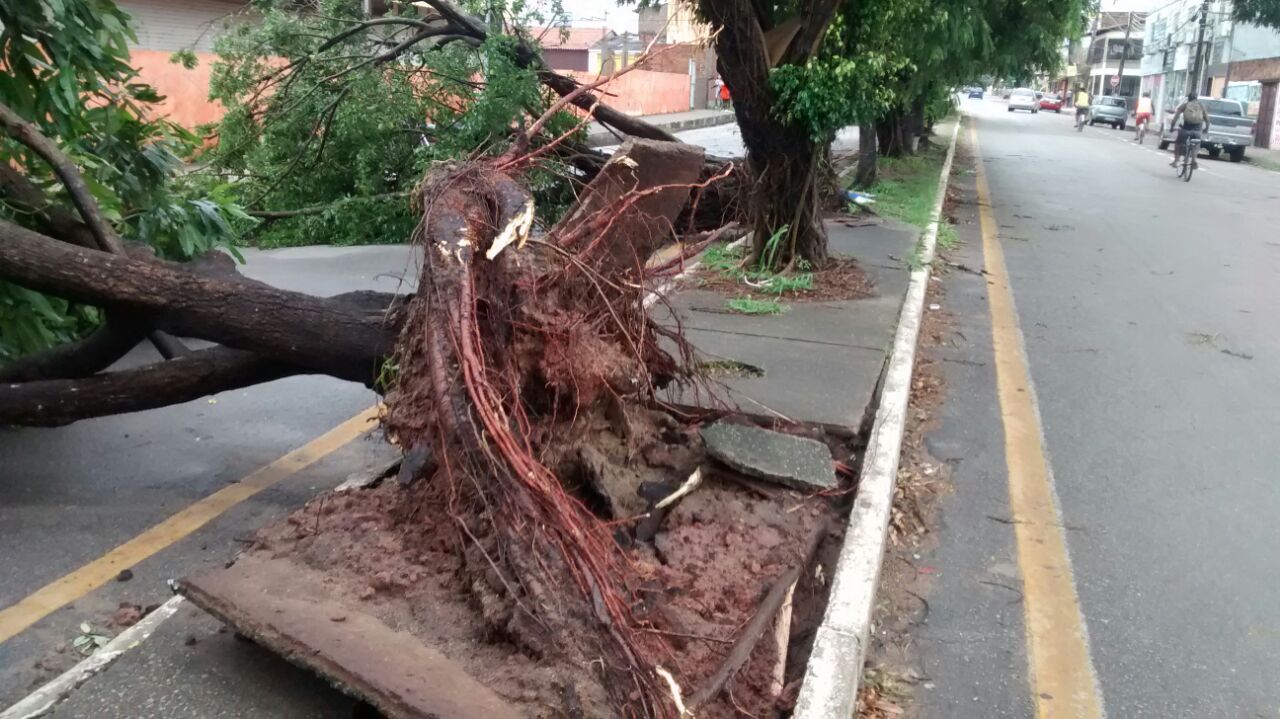 Árvores caíram no bairro da Cohab, atrás da Maternidade Marly Sarney