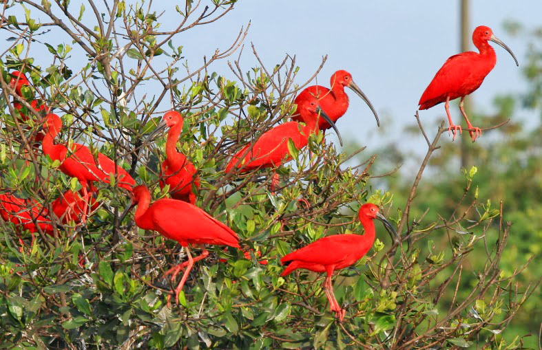 Floresta dos Guarás