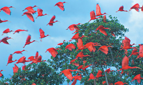 Floresta dos Guarás