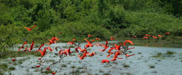 Floresta dos Guarás