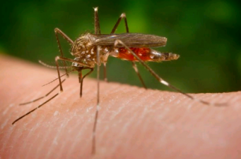 Zika V&iacute;rus, as manchas avermelhadas surgem no in&iacute;cio da doen&ccedil;a, seguida de dores no corpo e febre baixa