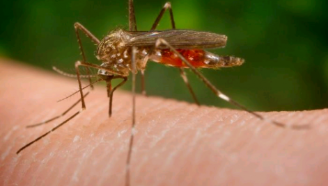 Zika V&iacute;rus, as manchas avermelhadas surgem no in&iacute;cio da doen&ccedil;a, seguida de dores no corpo e febre baixa