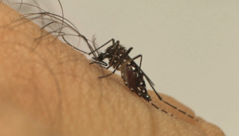 Organiza&ccedil;&atilde;o Mundial da Sa&uacute;de vai avaliar o risco de propaga&ccedil;&atilde;o do v&iacute;rus Zika, transmitido pelo mosquito Aedes aegypti 