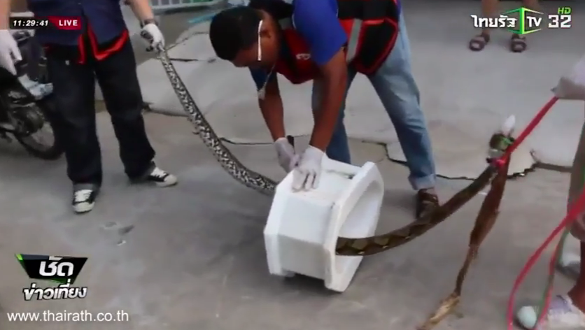 Cobra sai da privada e morde homem no pênis