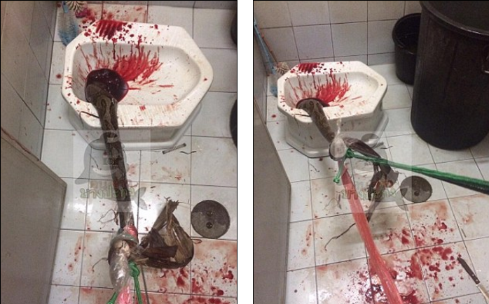 Cobra sai da privada e morde homem no pênis